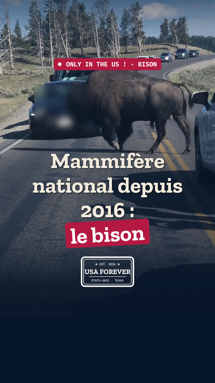 Le mammifère national des États-Unis, c'est le bison… depuis 2016 seulement