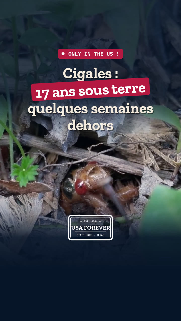17 ans sous terre… et à peine quelques semaines au soleil : les cigales périodiques
