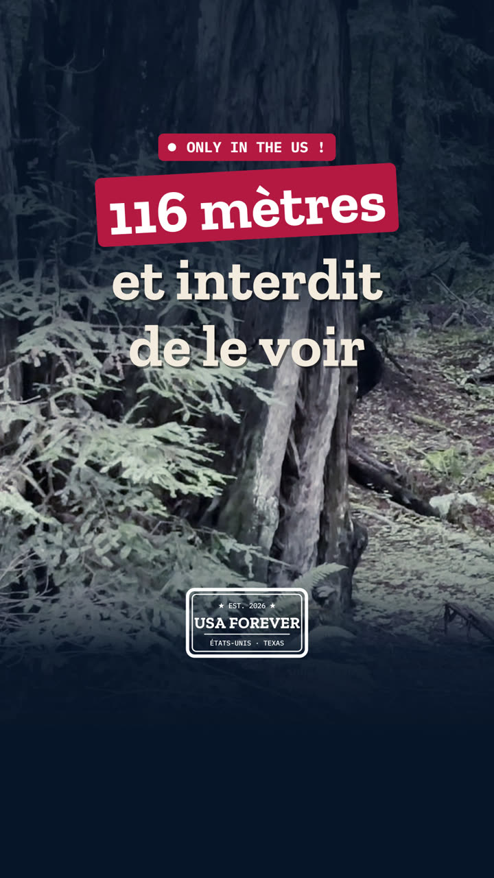 Aux États-Unis, le plus haut arbre du monde mesure 116 mètres… et il est interdit d'aller le voir